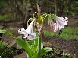 Crinum latifolium flower8.jpg